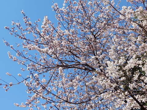 道新Today 2000年 5月道内１５５高校　大学合格者数一覧　若き日の大泉洋 人の目を気にしてやめるのはもったいない」――北海道が生んだ